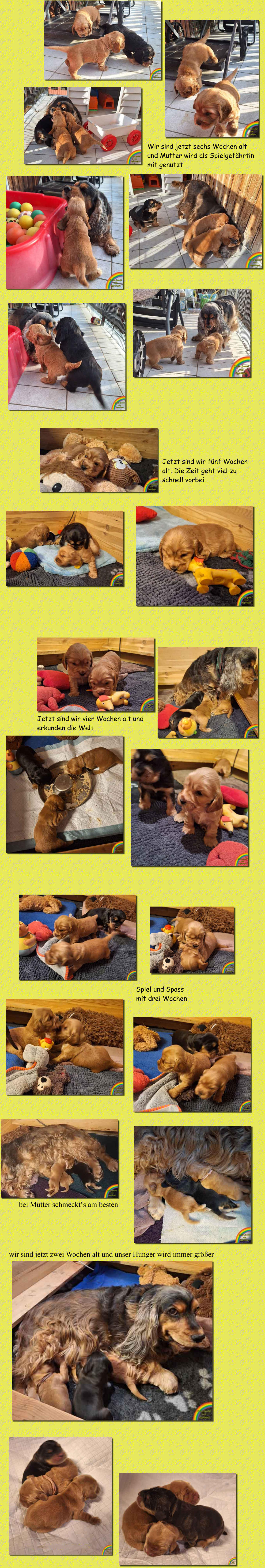 wir sind jetzt zwei Wochen alt und unser Hunger wird immer größer bei Mutter schmeckt‘s am besten Jetzt sind wir fünf Wochen alt. Die Zeit geht viel zu schnell vorbei. Jetzt sind wir vier Wochen alt und erkunden die Welt Spiel und Spass mit drei Wochen Wir sind jetzt sechs Wochen alt und Mutter wird als Spielgefährtin mit genutzt