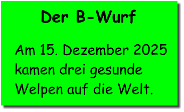 Der B-Wurf  Am 15. Dezember 2025  kamen drei gesunde  Welpen auf die Welt.
