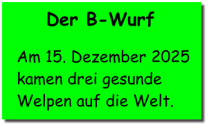 Der B-Wurf  Am 15. Dezember 2025  kamen drei gesunde  Welpen auf die Welt.
