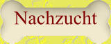 Nachzucht