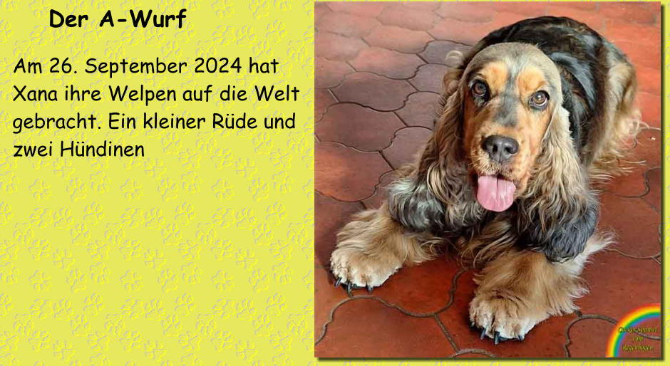 Der A-Wurf  Am 26. September 2024 hat Xana ihre Welpen auf die Welt gebracht. Ein kleiner Rüde und zwei Hündinen