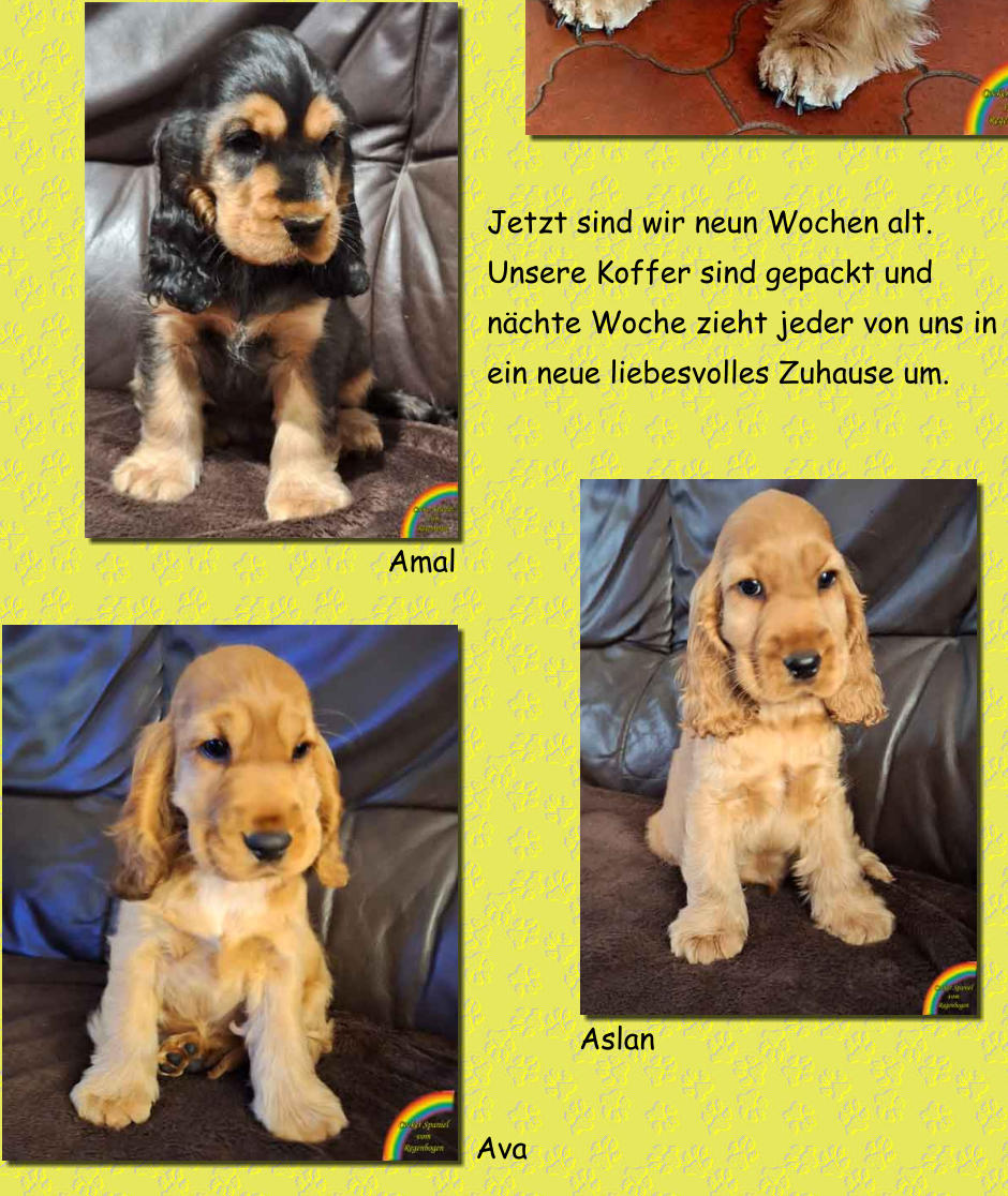 Jetzt sind wir neun Wochen alt. Unsere Koffer sind gepackt und nächte Woche zieht jeder von uns in ein neue liebesvolles Zuhause um. Amal Aslan Ava